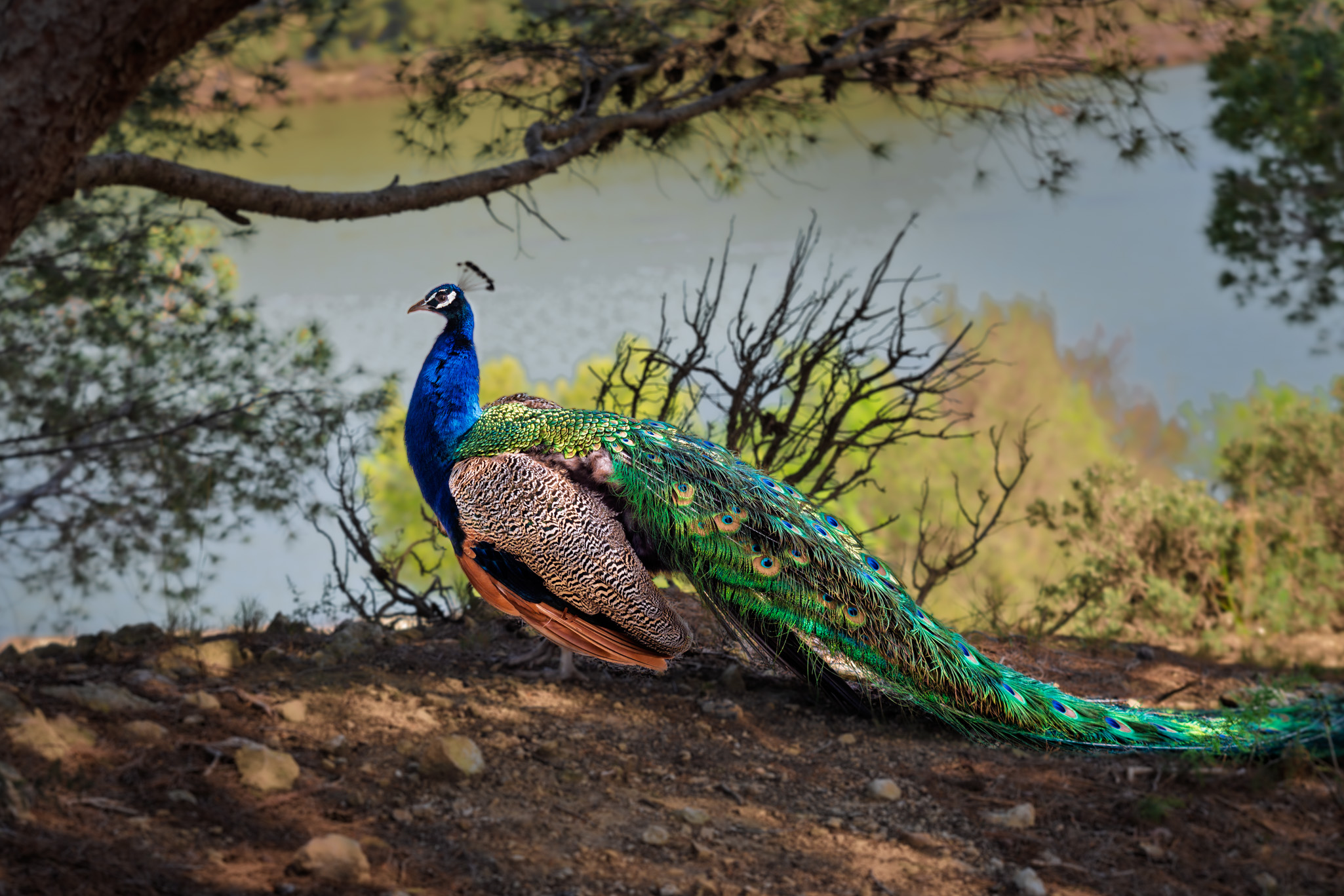 Pavo real